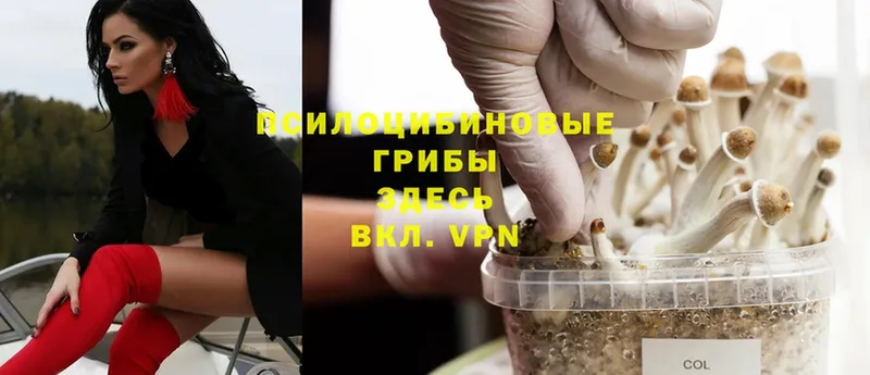 купить наркотики цена  Арсеньев  Галлюциногенные грибы Psilocybe 